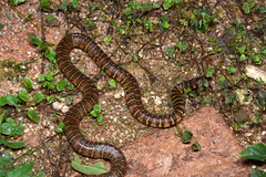 Trimerodytes balteatus