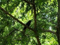 Corvus corone