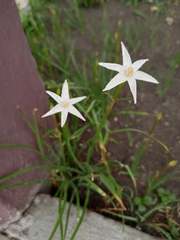 Zephyranthes chlorosolen