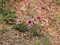 Rehmannia glutinosa