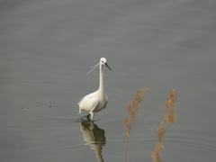 Egretta garzetta