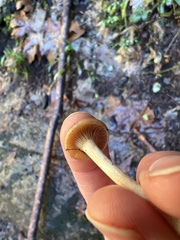 Rhizocybe