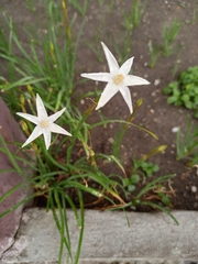 Zephyranthes chlorosolen