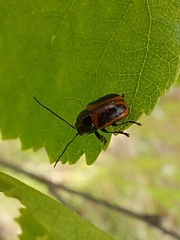 Cryptocephalus bipunctatus