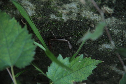 Sphenomorphus indicus