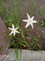 Zephyranthes chlorosolen