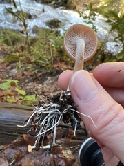Rhizocybe