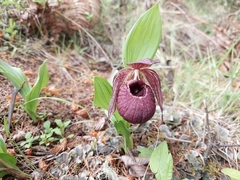 Cypripedium tibeticum