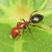 Camponotus lateralis - Photo (c) Emanuele Santarelli, μερικά δικαιώματα διατηρούνται (CC BY-SA), uploaded by Emanuele Santarelli