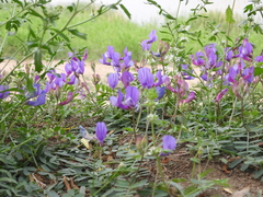 Vicia bungei