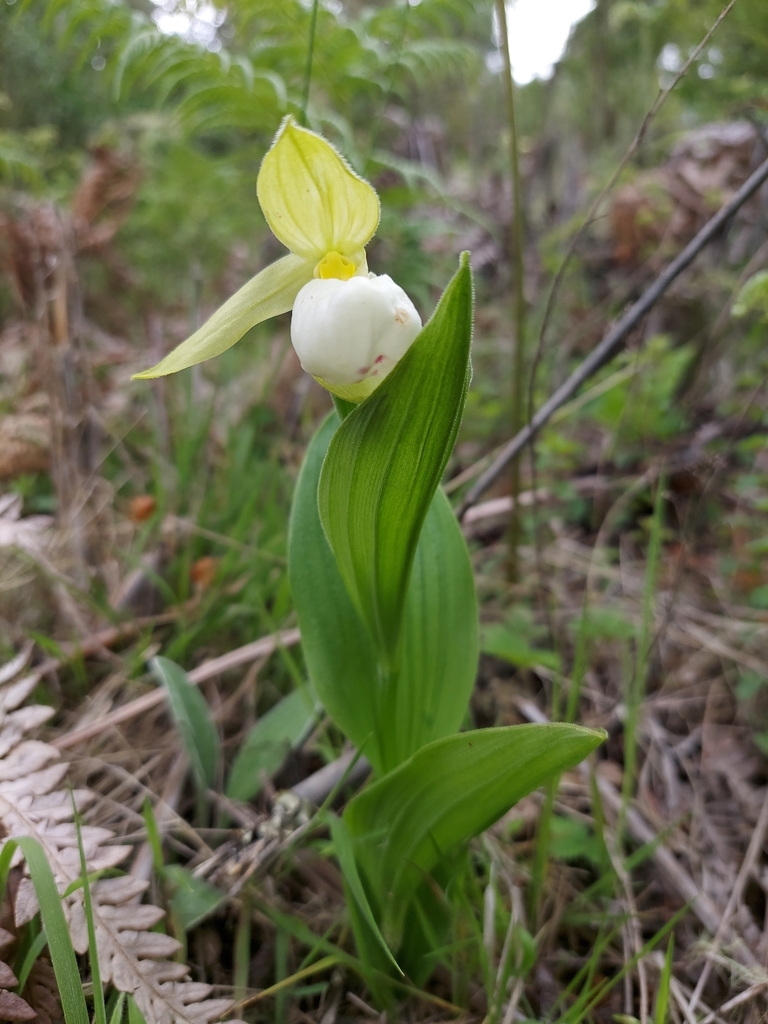 Cypripedium cordigerum D.Don 2