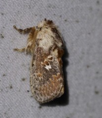 Pseudanapaea denotata