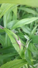 Pisaura mirabilis