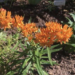 Asclepias tuberosa interior