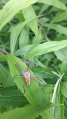 Pisaura mirabilis