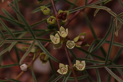 Boronia bowmanii