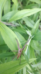Pisaura mirabilis