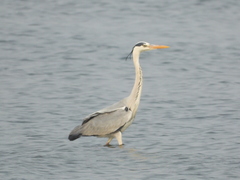 Ardea cinerea