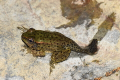 Lithobates bwana