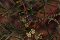 Boronia bowmanii