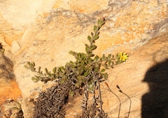 Cullumia aculeata sublanata