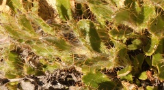 Cullumia aculeata sublanata