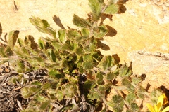 Cullumia aculeata sublanata