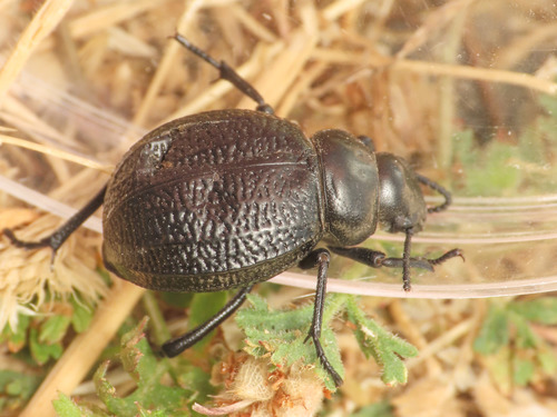 Pimelia goryi