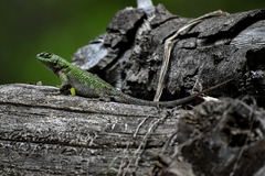 Sceloporus formosus