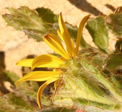 Cullumia aculeata sublanata