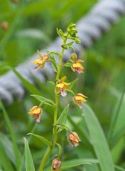 Epipactis thunbergii