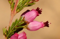 Erica nutans