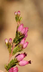 Erica nutans