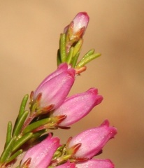 Erica nutans