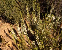 Erica glomiflora