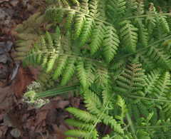 Hypolepis dicksonioides