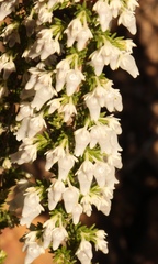 Erica glomiflora