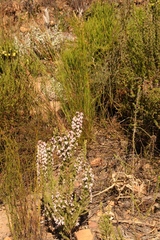 Erica glomiflora