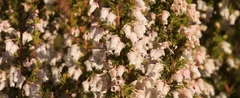 Erica glomiflora