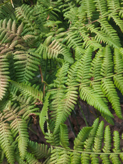 Hypolepis dicksonioides