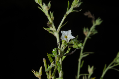Bristly Heliotrope