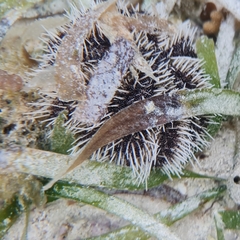 Tripneustes ventricosus