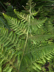 Hypolepis dicksonioides