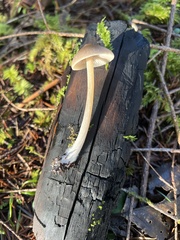 Entoloma holoconiotum