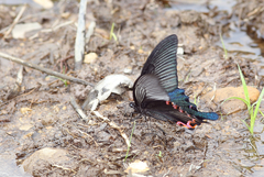 Papilio dialis