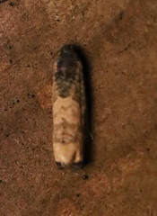 Epiblema desertana