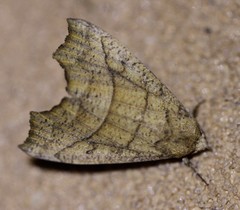 Anomis psamathodes