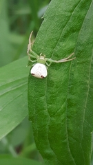 Ebrechtella tricuspidata