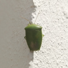 Pantochlora vivida