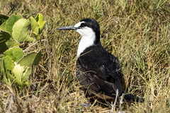 Onychoprion fuscatus fuscatus